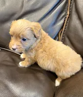 M&M, a male Pembroke Welsh Corgi and Poodle - Miniature  for sale in Bern, KS – 3 of 5