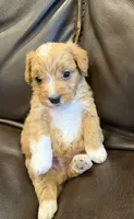 Snickers, a male Pembroke Welsh Corgi and Poodle - Miniature  for sale in Bern, KS – 2 of 4
