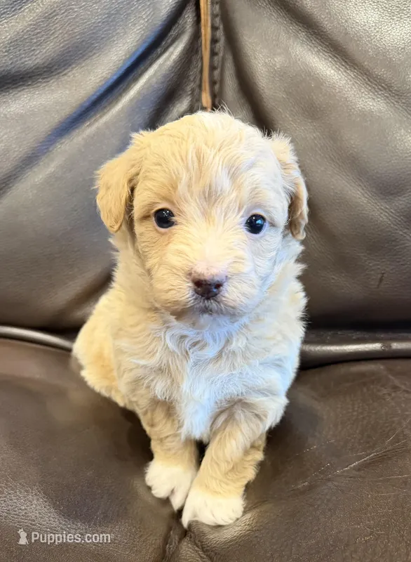 Milky Way – Pembroke Welsh Corgi, Poodle - Miniature  puppy for sale in Bern, KS