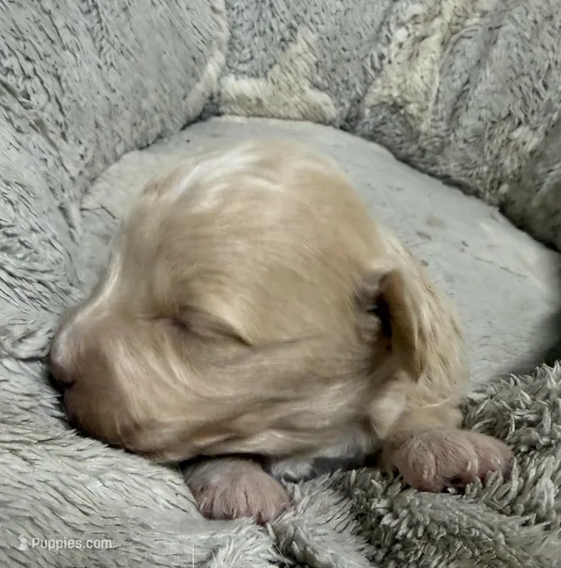 Milky Way – Pembroke Welsh Corgi, Poodle - Miniature  puppy for sale in Bern, KS