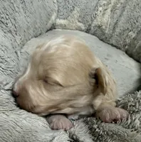 Milky Way, a female Pembroke Welsh Corgi and Poodle - Miniature  for sale in Bern, KS – Photo 1 of 4