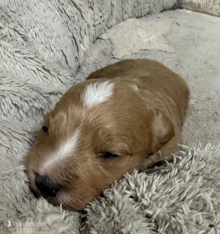 Snickers – Pembroke Welsh Corgi, Poodle - Miniature  puppy for sale in Bern, KS