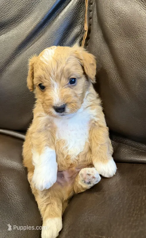 Snickers – Pembroke Welsh Corgi, Poodle - Miniature  puppy for sale in Bern, KS