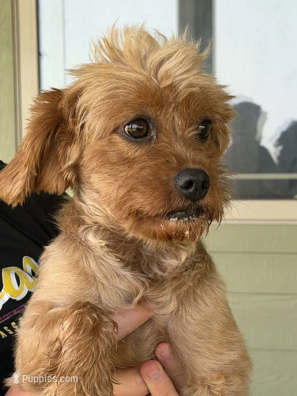 Rose – Cavalier King Charles Spaniel, Poodle - Miniature  puppy for sale in Bern, KS
