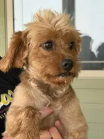 Rose, a female Cavalier King Charles Spaniel and Poodle - Miniature  for sale in Bern, KS – 1 of 3