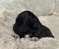 Kat, a female Pembroke Welsh Corgi and Poodle - Miniature  for sale in Bern, KS – Photo 1 of 4