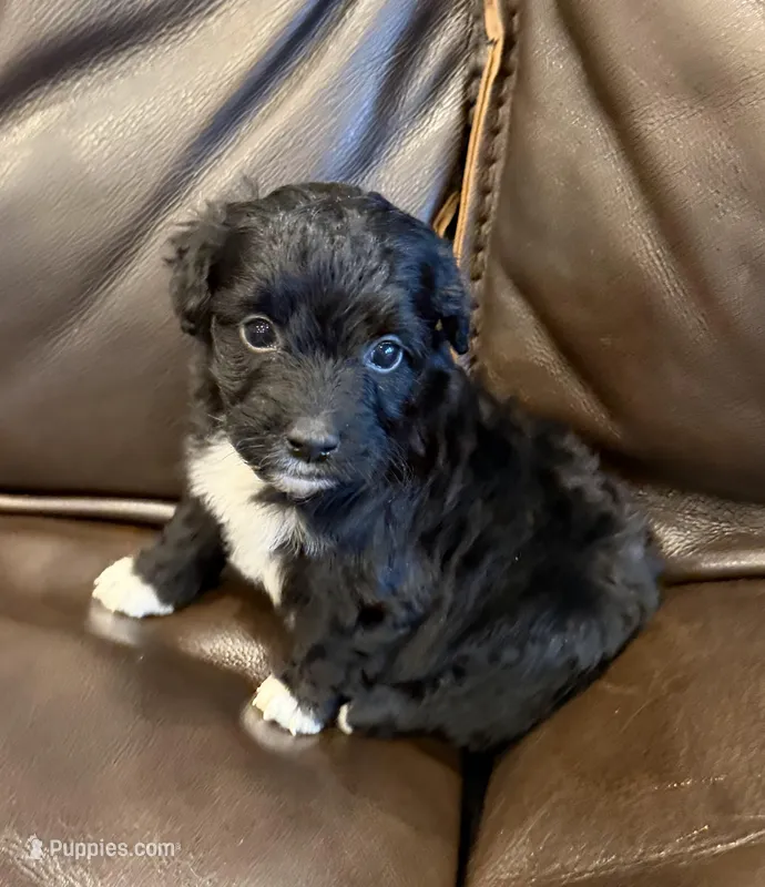 Kit Kat – Pembroke Welsh Corgi, Poodle - Miniature  puppy for sale in Bern, KS