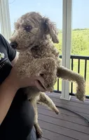 Missy, a female Poodle - Miniature  for sale in Bern, KS – 2 of 2