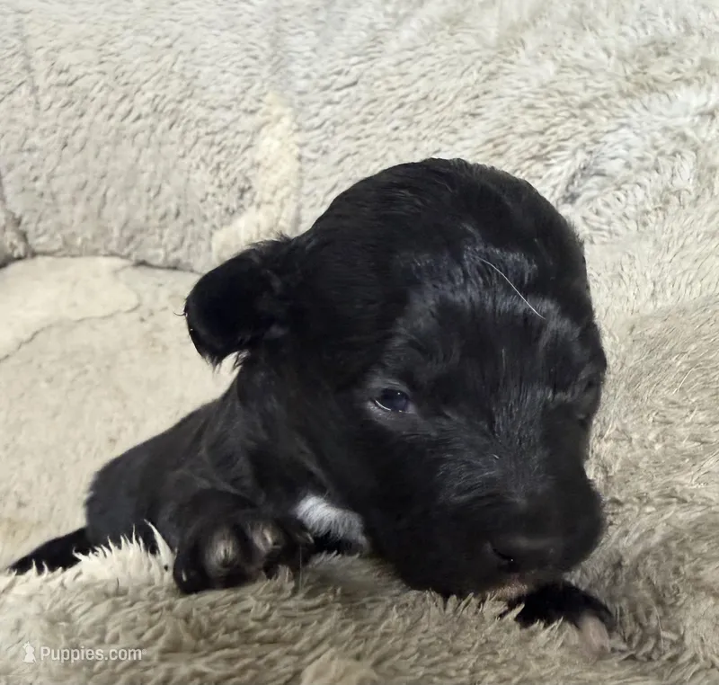 Hershey – Pembroke Welsh Corgi, Poodle - Miniature  puppy for sale in Bern, KS