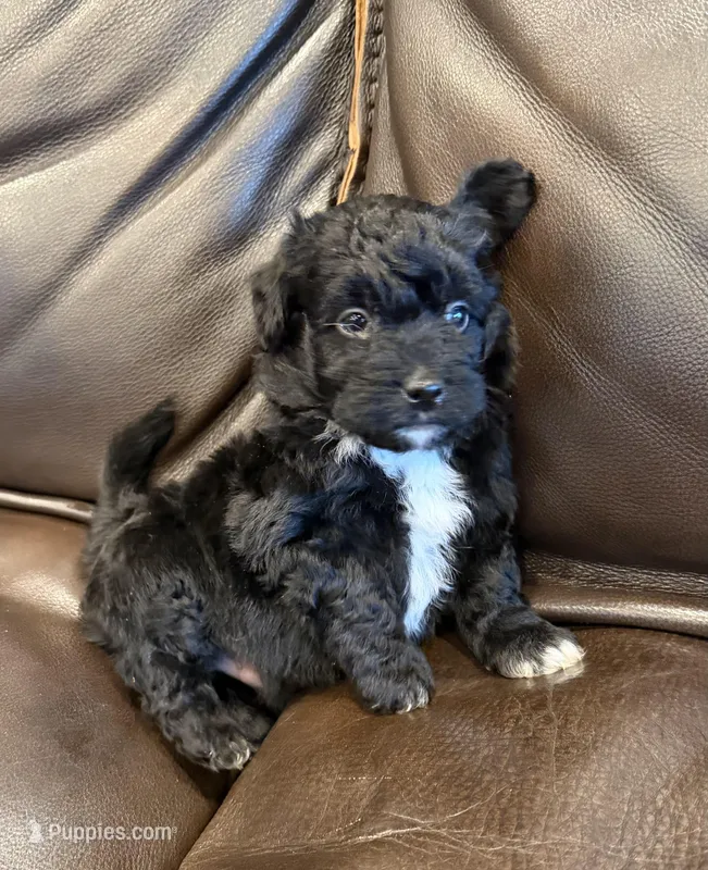 Hershey – Pembroke Welsh Corgi, Poodle - Miniature  puppy for sale in Bern, KS