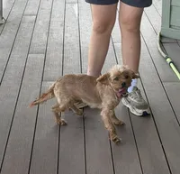 Rose, a female Cavalier King Charles Spaniel and Poodle - Miniature  for sale in Bern, KS – 2 of 3