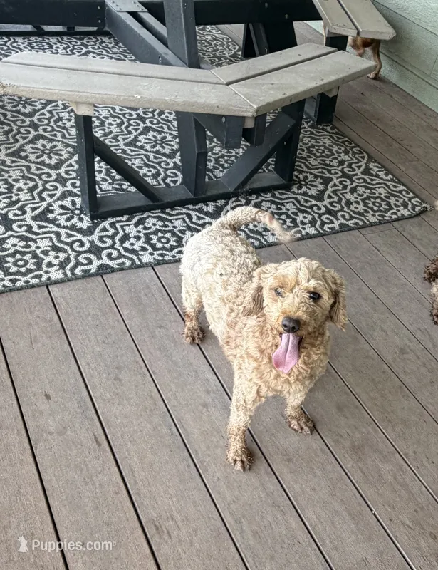Missy – Poodle - Miniature  puppy for sale in Bern, KS