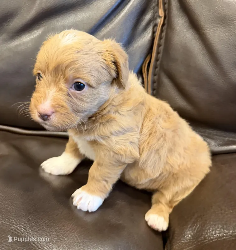 Reese's – Pembroke Welsh Corgi, Poodle - Miniature  puppy for sale in Bern, KS