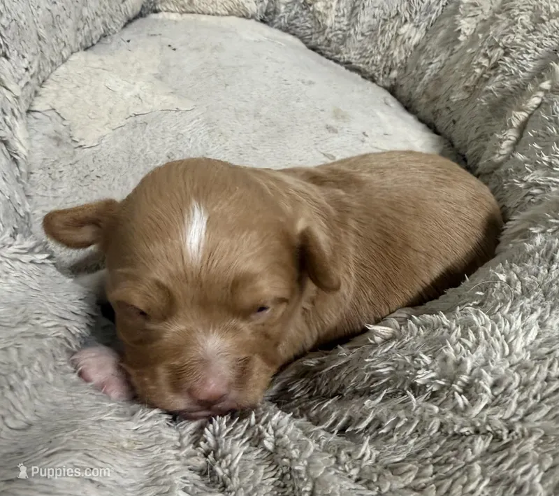 Reese's – Pembroke Welsh Corgi, Poodle - Miniature  puppy for sale in Bern, KS