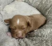 Reese's, a female Pembroke Welsh Corgi and Poodle - Miniature  for sale in Bern, KS – Photo 1 of 4