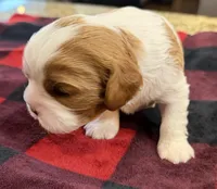 Marge, a female Cavalier King Charles Spaniel for sale in Bern, KS – Photo 1 of 2