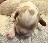 Marge, a female Cavalier King Charles Spaniel for sale in Bern, KS – Photo 2 of 2