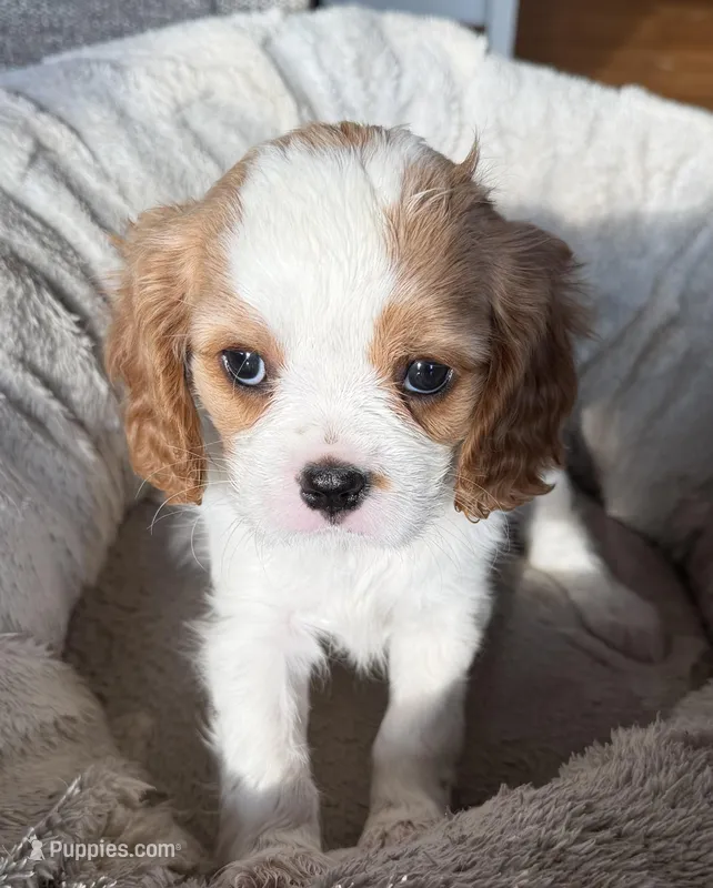 Marge – Cavalier King Charles Spaniel puppy for sale in Bern, KS