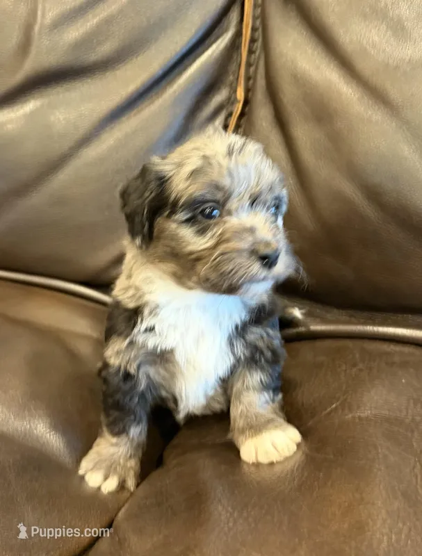 Twix – Pembroke Welsh Corgi, Poodle - Miniature  puppy for sale in Bern, KS