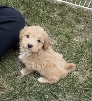 Twix, a male Pembroke Welsh Corgi and Poodle - Miniature  for sale in Bern, KS – Photo 4 of 4