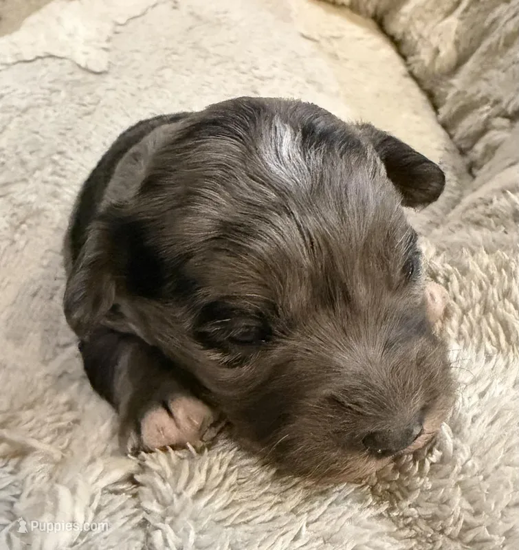 Twix – Pembroke Welsh Corgi, Poodle - Miniature  puppy for sale in Bern, KS