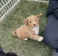 Twix, a male Pembroke Welsh Corgi and Poodle - Miniature  for sale in Bern, KS – Photo 3 of 4