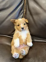 Snickers, a male Pembroke Welsh Corgi and Poodle - Miniature  for sale in Bern, KS – 4 of 4