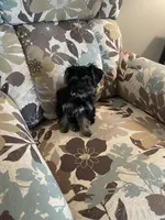 Gracie, a female Yorkshire Terrier for sale in Hudson, FL – Photo 3 of 3