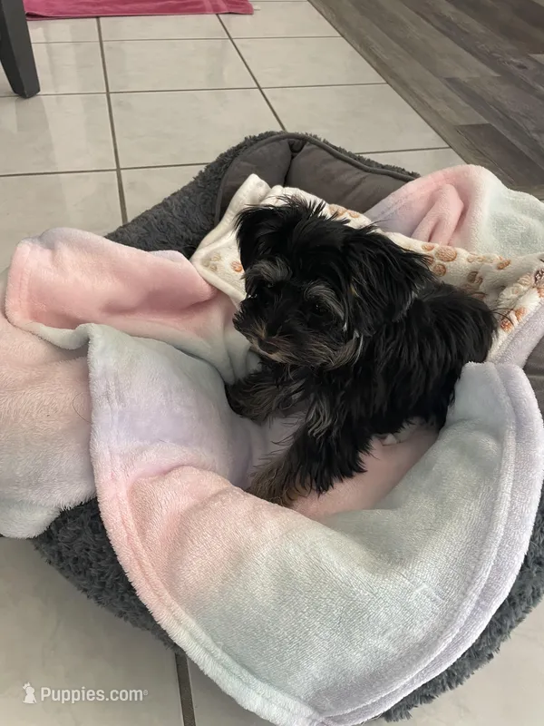 Gracie – Yorkshire Terrier puppy for sale in Hudson, FL