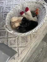 Gracie, a female Yorkshire Terrier for sale in Hudson, FL – Photo 2 of 3