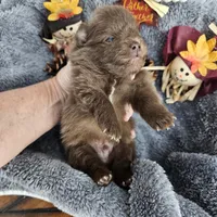 Atlas, a male Pomeranian for sale in Liberty Hill, TX – 2 of 6