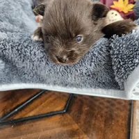 Titan, a male Pomeranian for sale in Liberty Hill, TX – 2 of 5