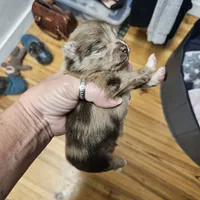 Zeus, a male Pomeranian for sale in Liberty Hill, TX – 7 of 9