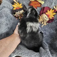 Apollo, a male Pomeranian for sale in Liberty Hill, TX – 4 of 4