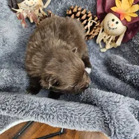 Titan, a male Pomeranian for sale in Liberty Hill, TX – 4 of 5