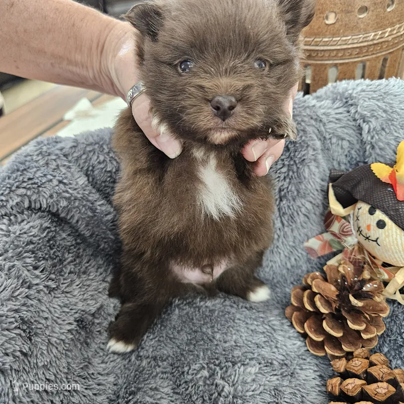 Titan – Pomeranian puppy for sale in Liberty Hill, TX