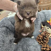 Titan, a male Pomeranian for sale in Liberty Hill, TX – 1 of 5