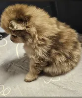 Zeus, a male Pomeranian for sale in Liberty Hill, TX – 8 of 9