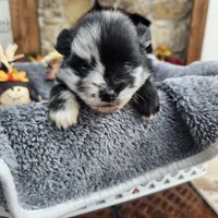 Apollo, a male Pomeranian for sale in Liberty Hill, TX – 3 of 4