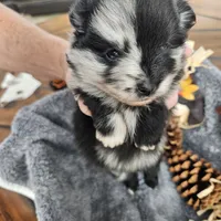 Apollo, a male Pomeranian for sale in Liberty Hill, TX – 1 of 4