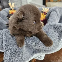 Atlas, a male Pomeranian for sale in Liberty Hill, TX – 4 of 6