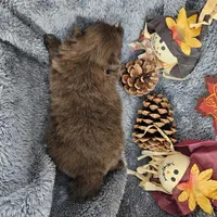 Titan, a male Pomeranian for sale in Liberty Hill, TX – 5 of 5