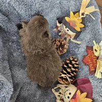 Atlas, a male Pomeranian for sale in Liberty Hill, TX – 6 of 6