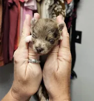 Zeus, a male Pomeranian for sale in Liberty Hill, TX – 4 of 9