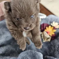 Atlas, a male Pomeranian for sale in Liberty Hill, TX – 3 of 6
