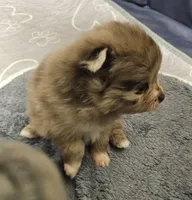 Zeus, a male Pomeranian for sale in Liberty Hill, TX – 2 of 9