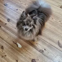 Zeus, a male Pomeranian for sale in Liberty Hill, TX – 9 of 9