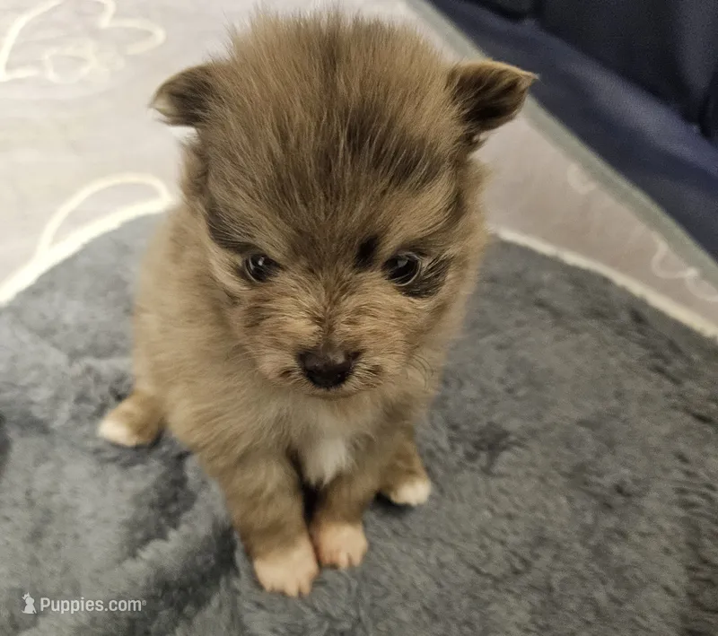 Zeus – Pomeranian puppy for sale in Liberty Hill, TX
