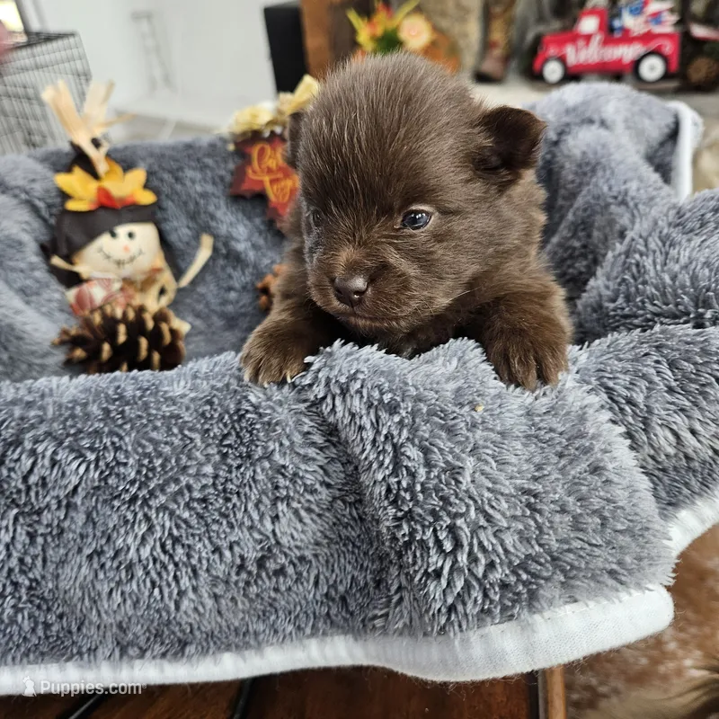 Atlas – Pomeranian puppy for sale in Liberty Hill, TX