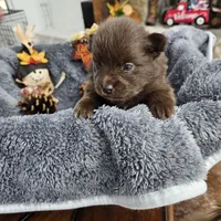 Atlas, a male Pomeranian for sale in Liberty Hill, TX – 1 of 6
